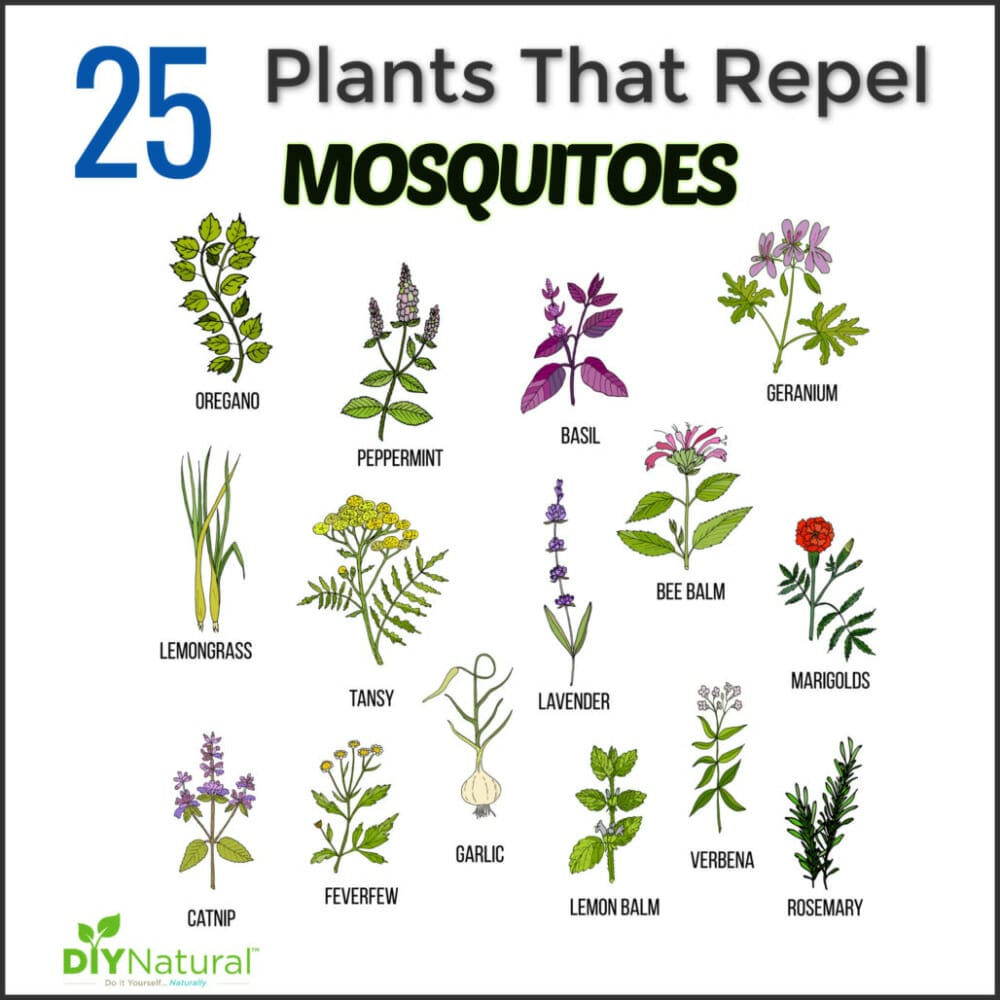 mosquito repellent plants for texas 1