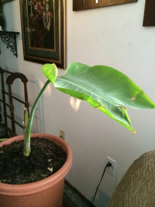 fertilizer for canna lily 2