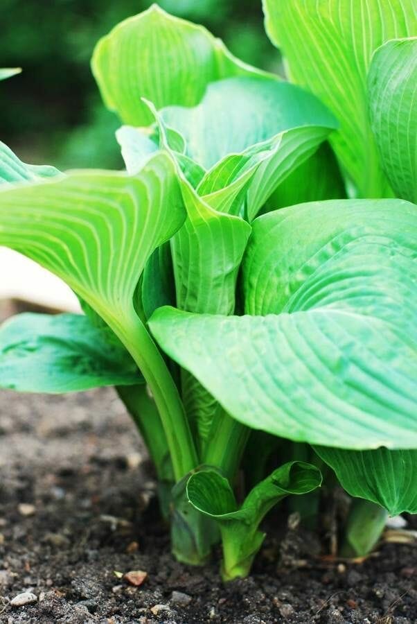 fertilizer for hosta 1