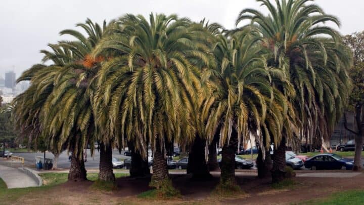 soil for palm plants 1