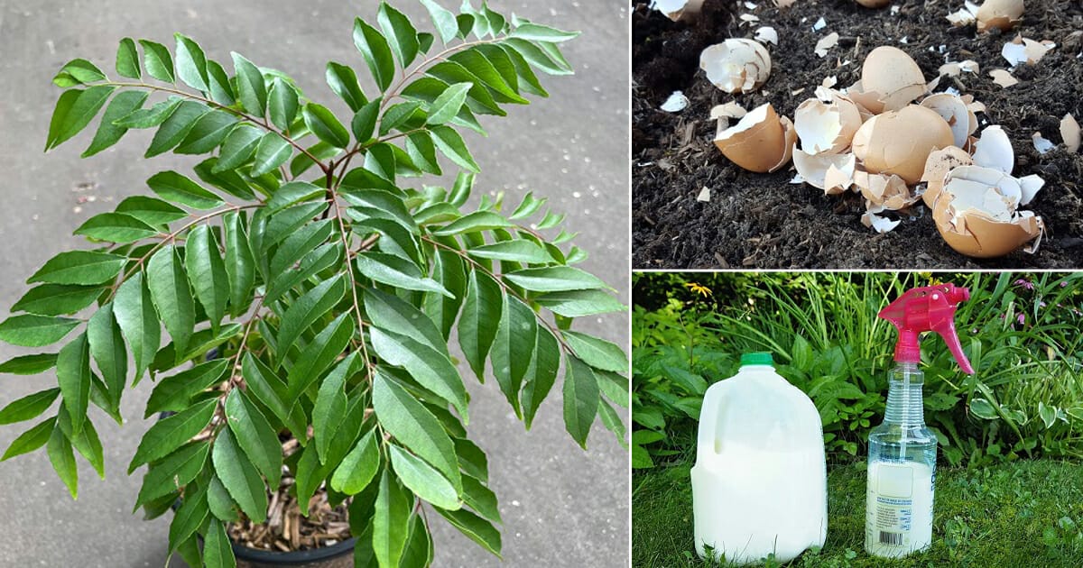 fertilizer for curry leaf plant 1