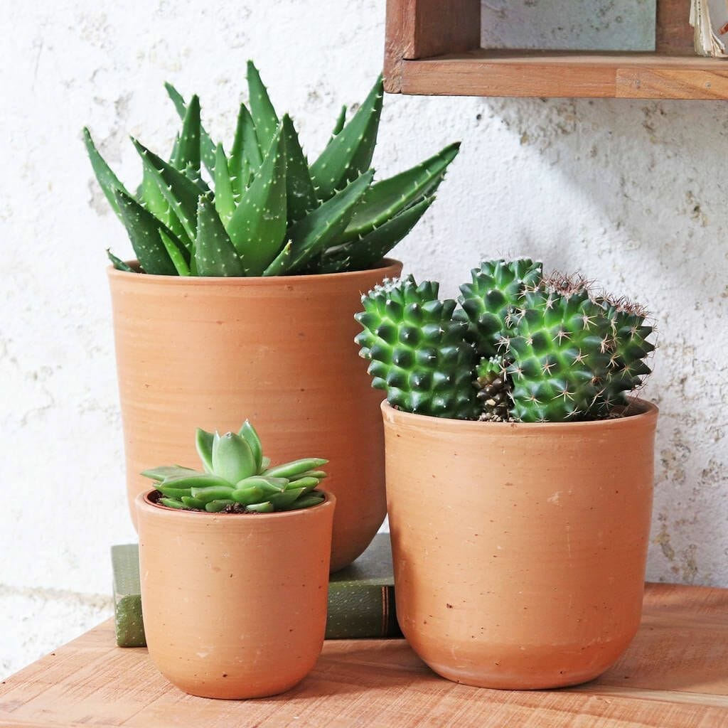plants for terracotta pots 2