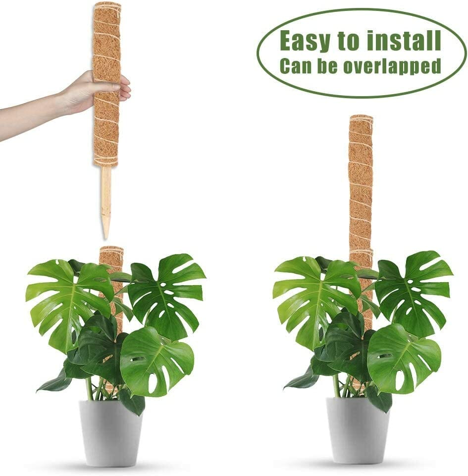 plants for moss pole 2