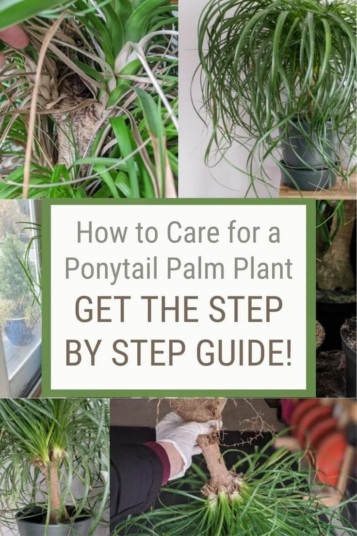 fertilizer for ponytail palm 2