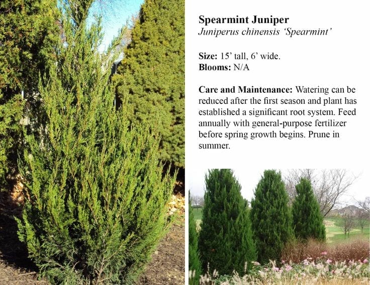 10 Best Fertilizer For Junipers In 2023 The Wrench Finder