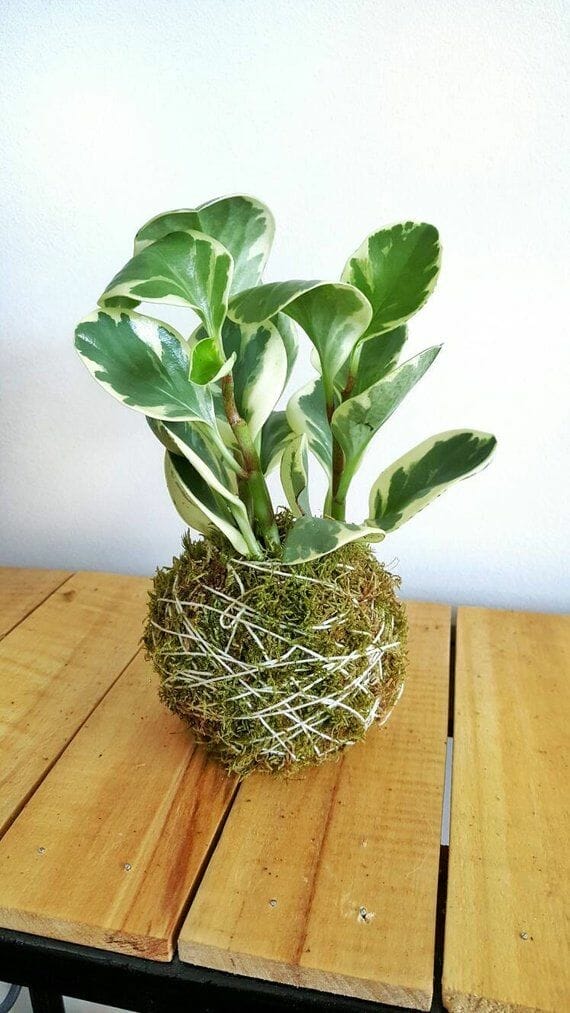 plants for kokedama 2