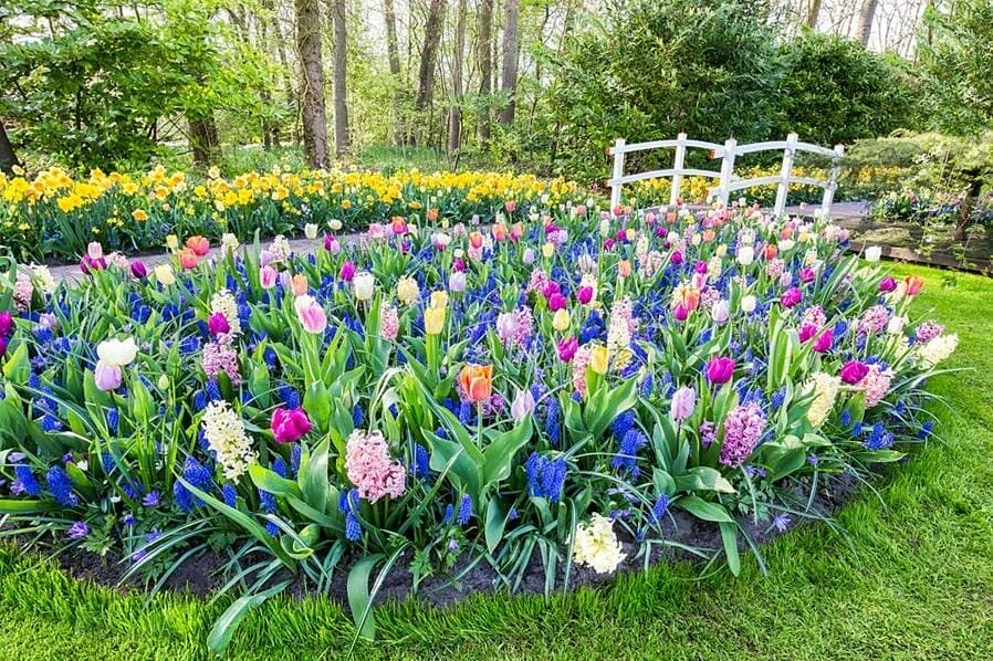 perennials to plant with tulips 1