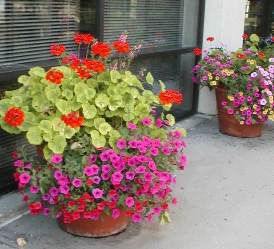 outdoor potted plants for arizona 1