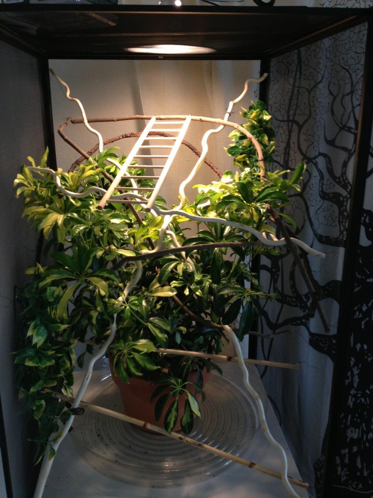 live plants for chameleon enclosure 1