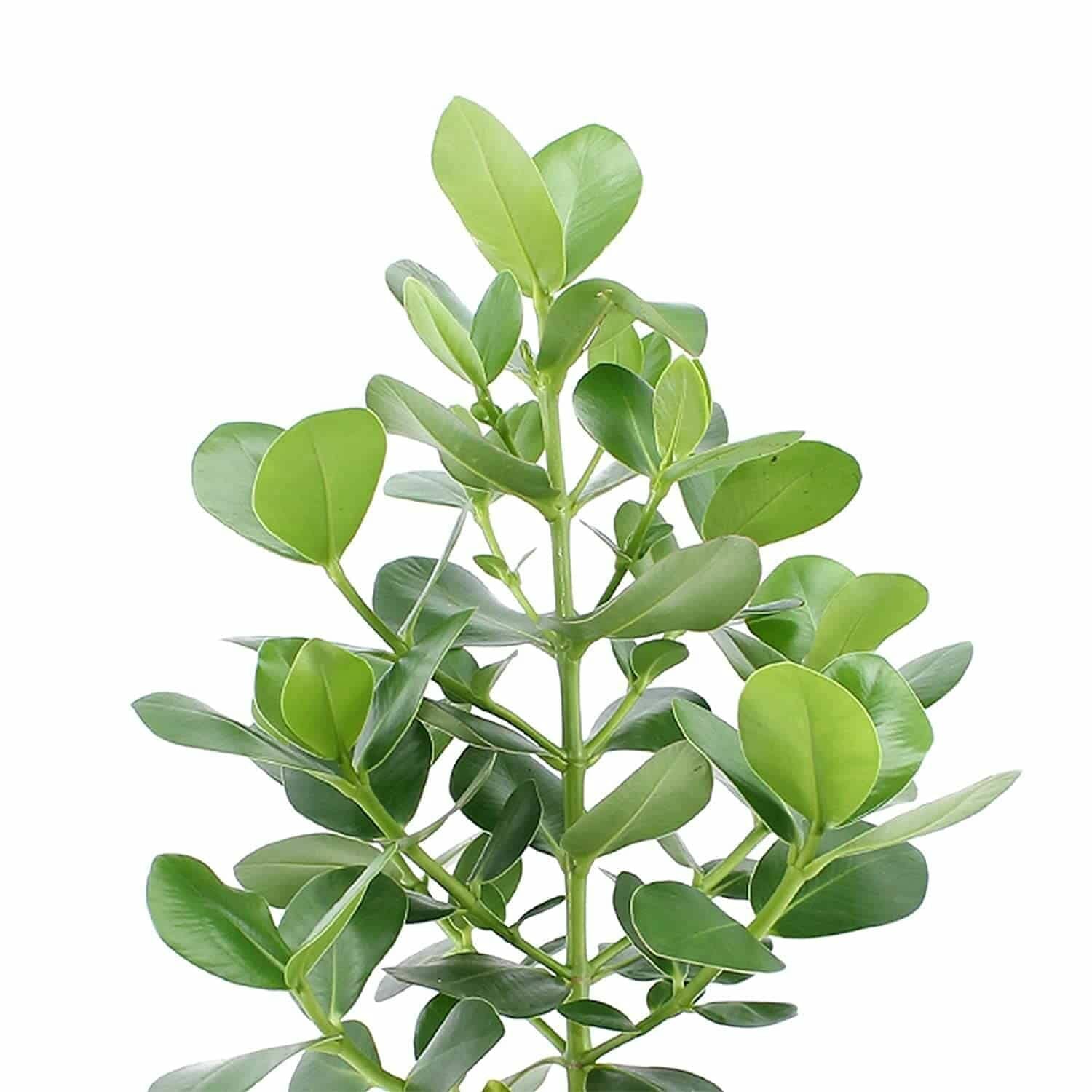 fertilizer for clusia 1