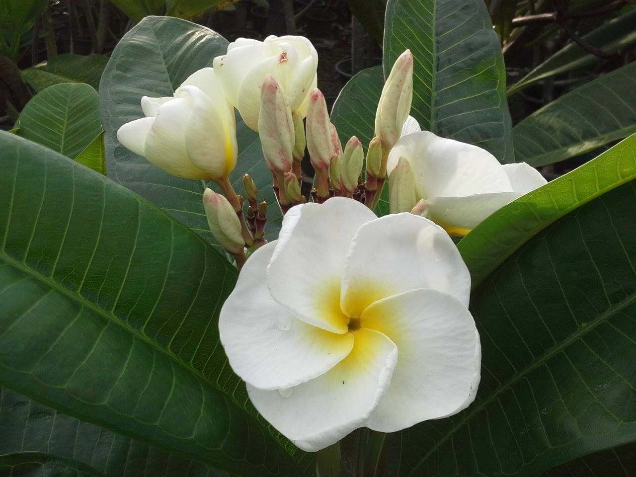 soil to plant plumeria 1