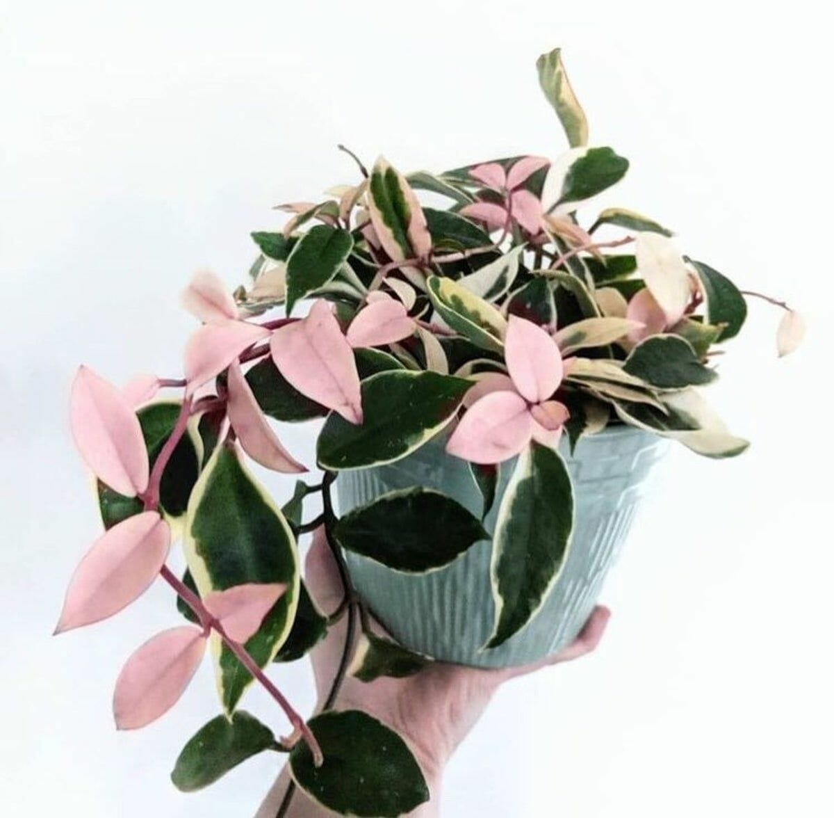 pot for hoya plant 1