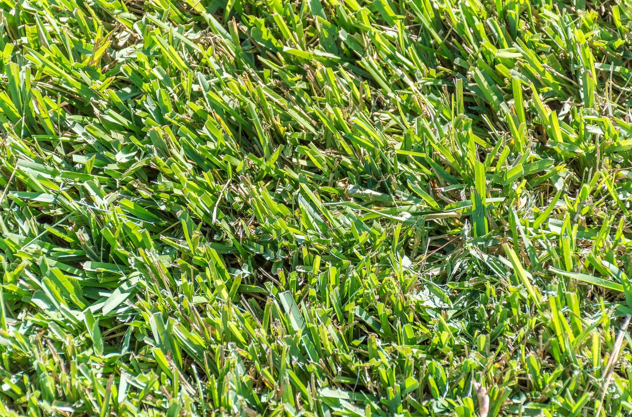 centipede grass seed 1