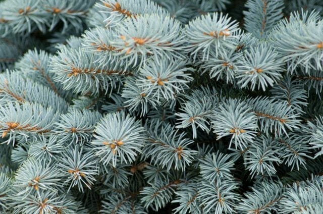 fertilizer for blue spruce trees 1