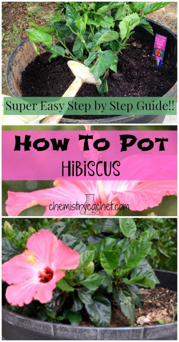pot for hibiscus plant 2
