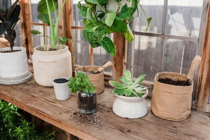 plants for pots without drainage 1