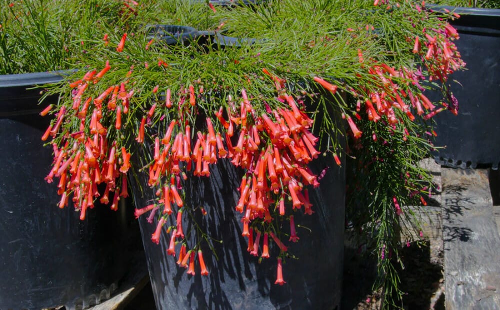 plant nursery phoenix 1