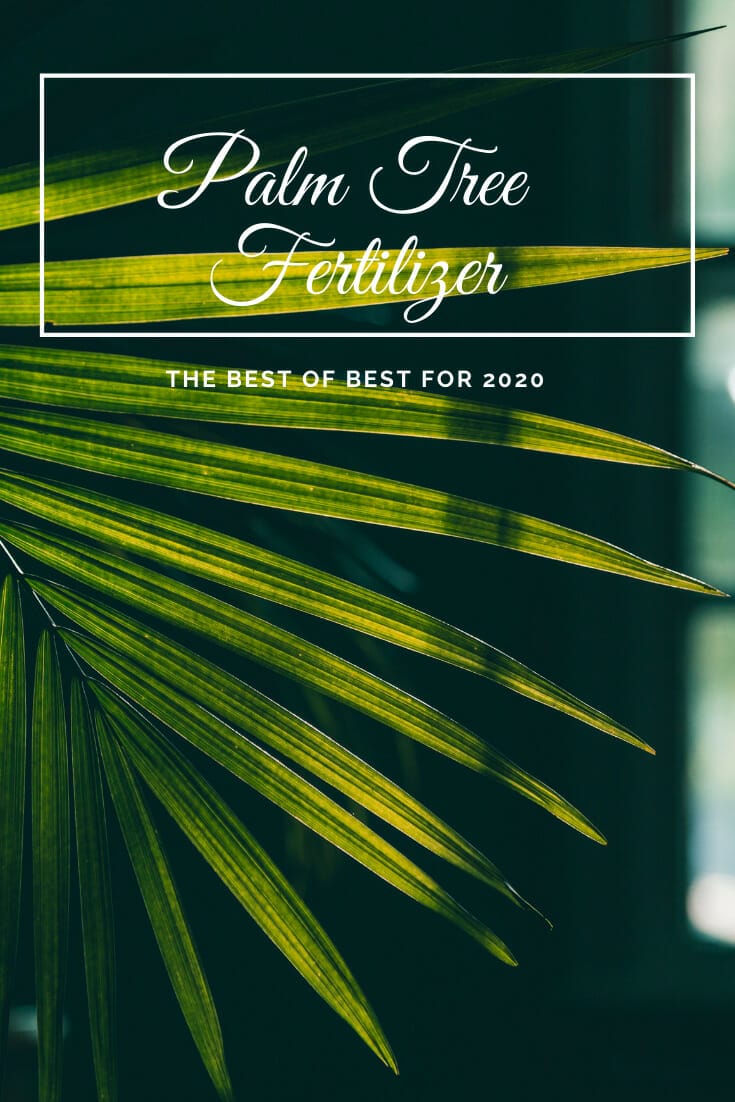 palm tree fertilizer for florida 1