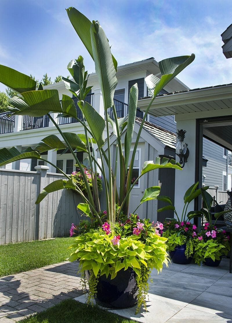 outdoor potted plants for arizona 2
