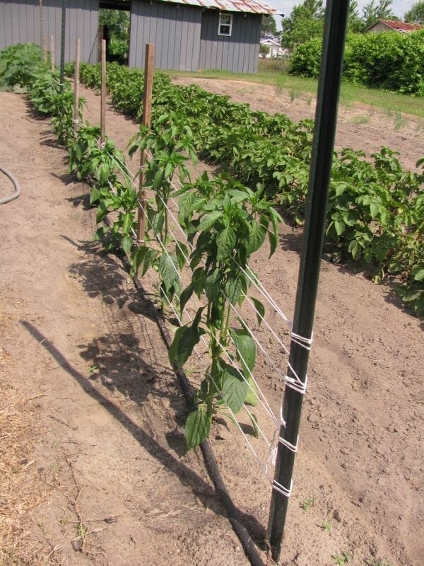 10 Best String To Tie Up Tomato Plants In 2023 The Wrench Finder