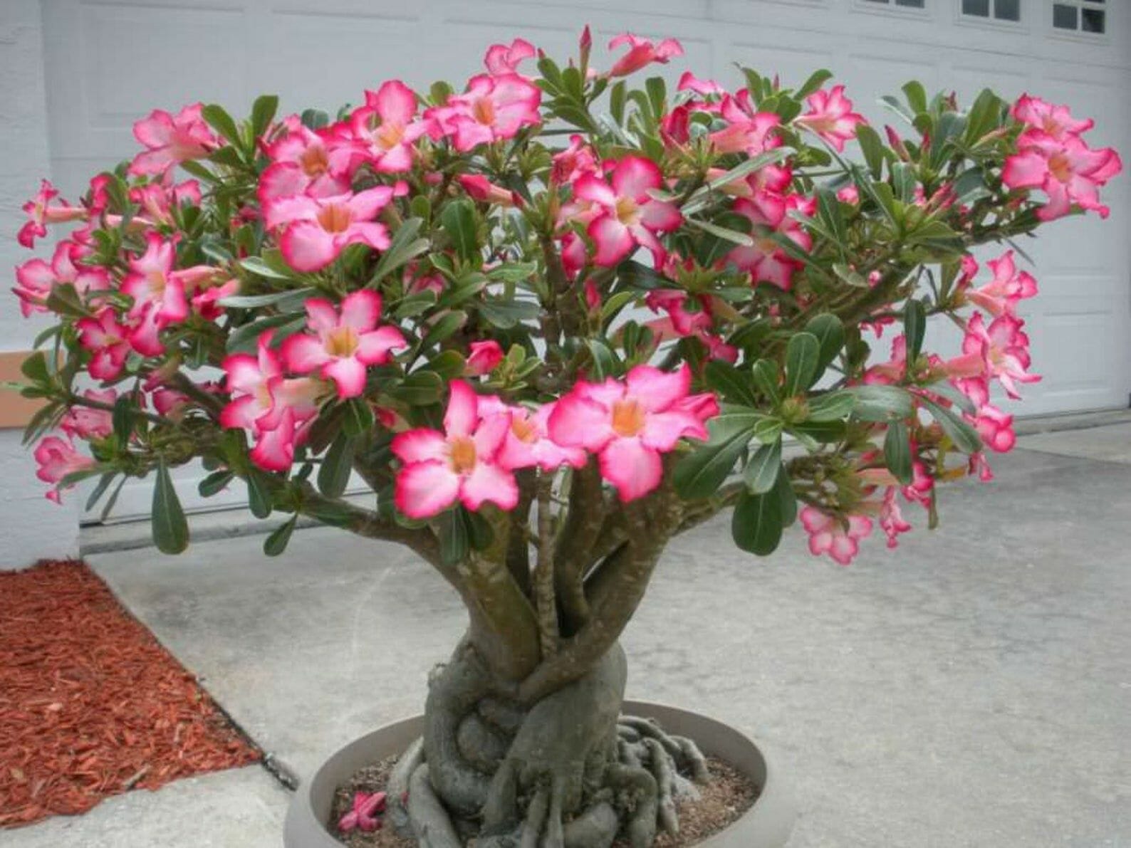 plant food for desert rose 1