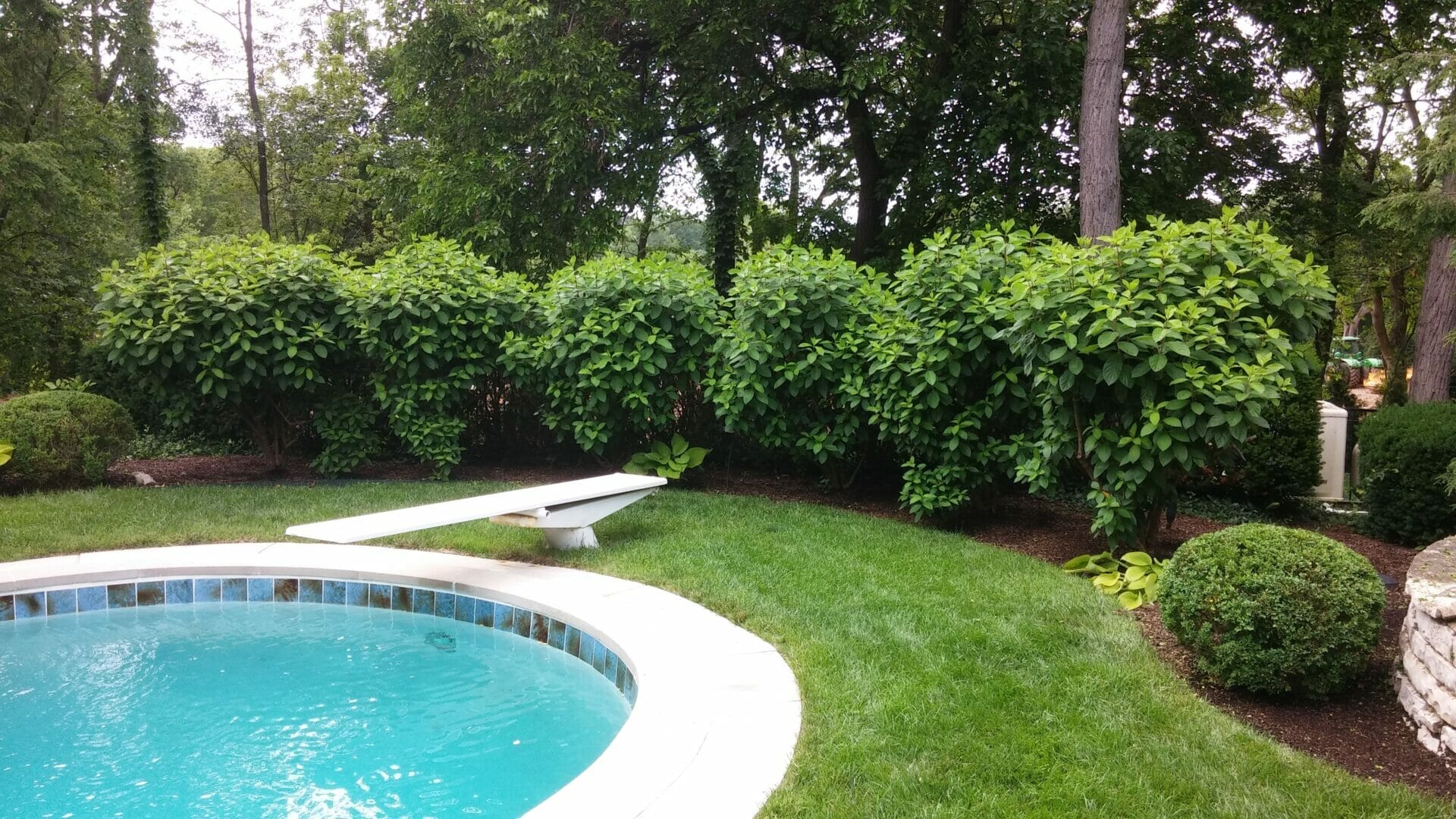 plants for privacy around pool 1