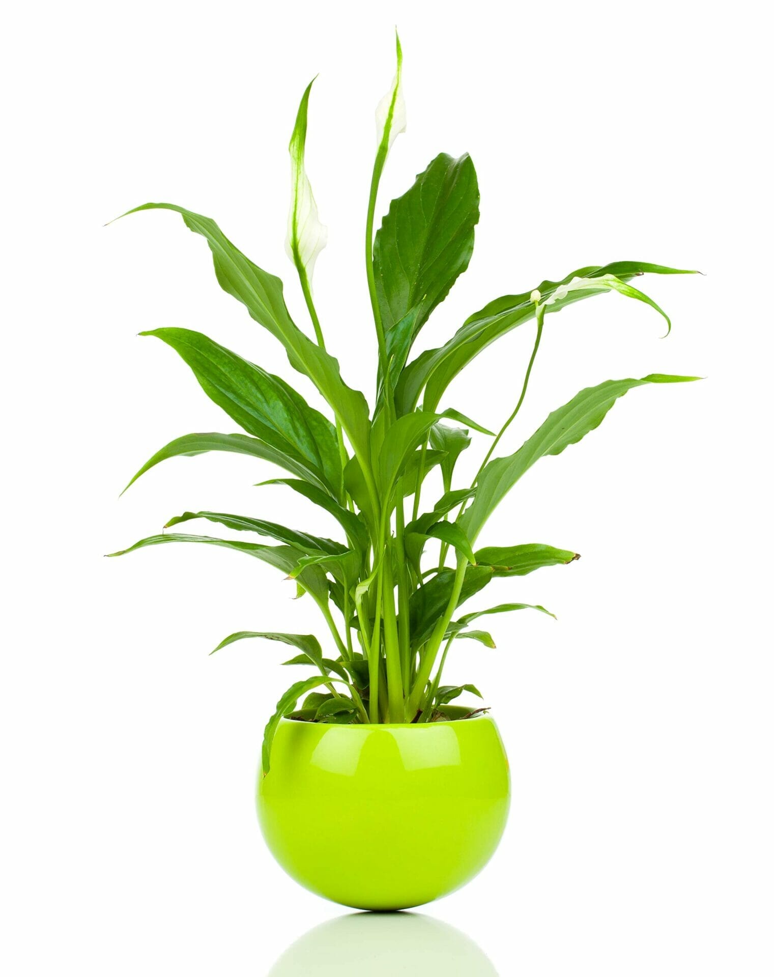 plant food for peace lily 1