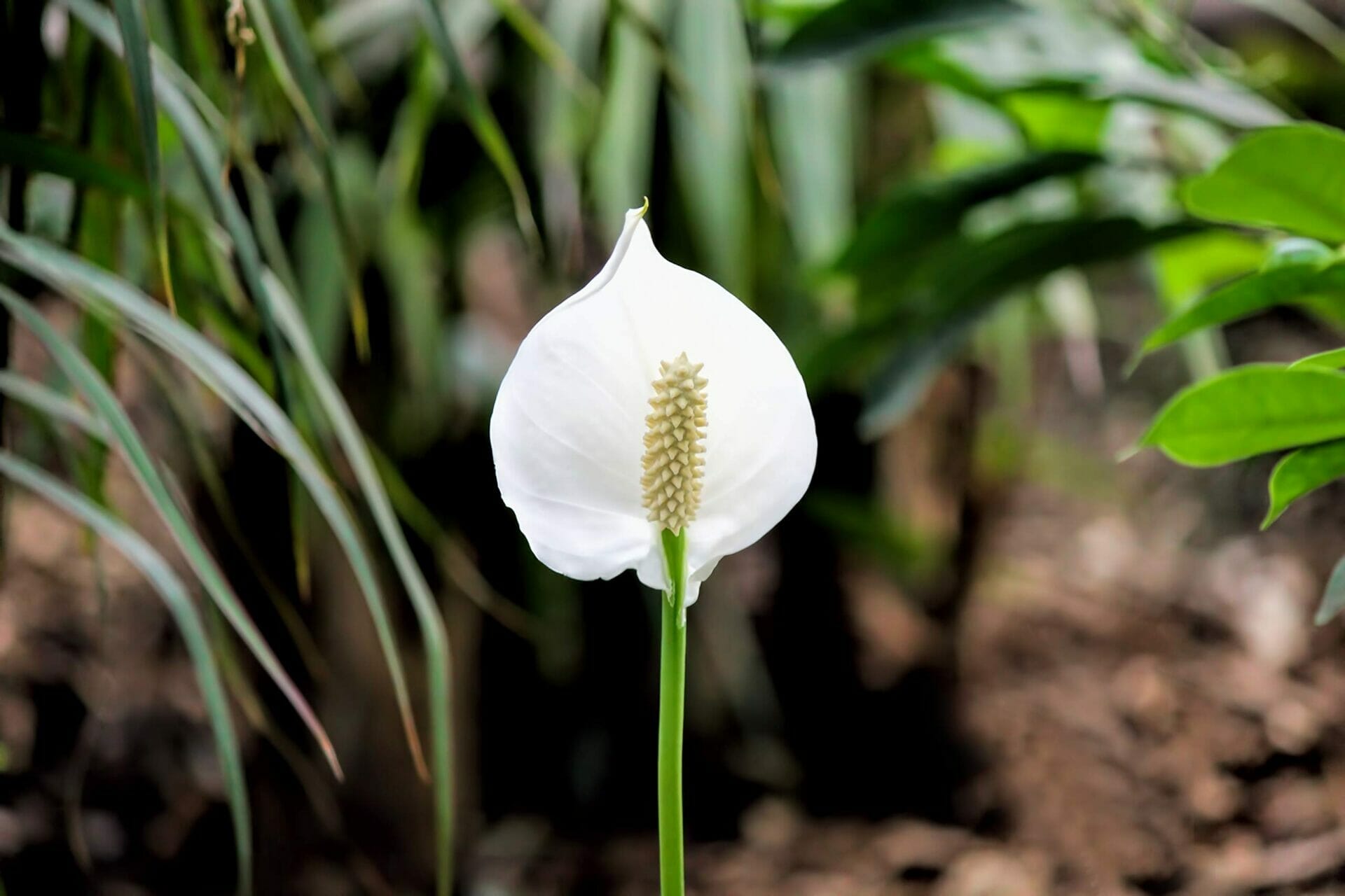 pot for peace lily plant 2