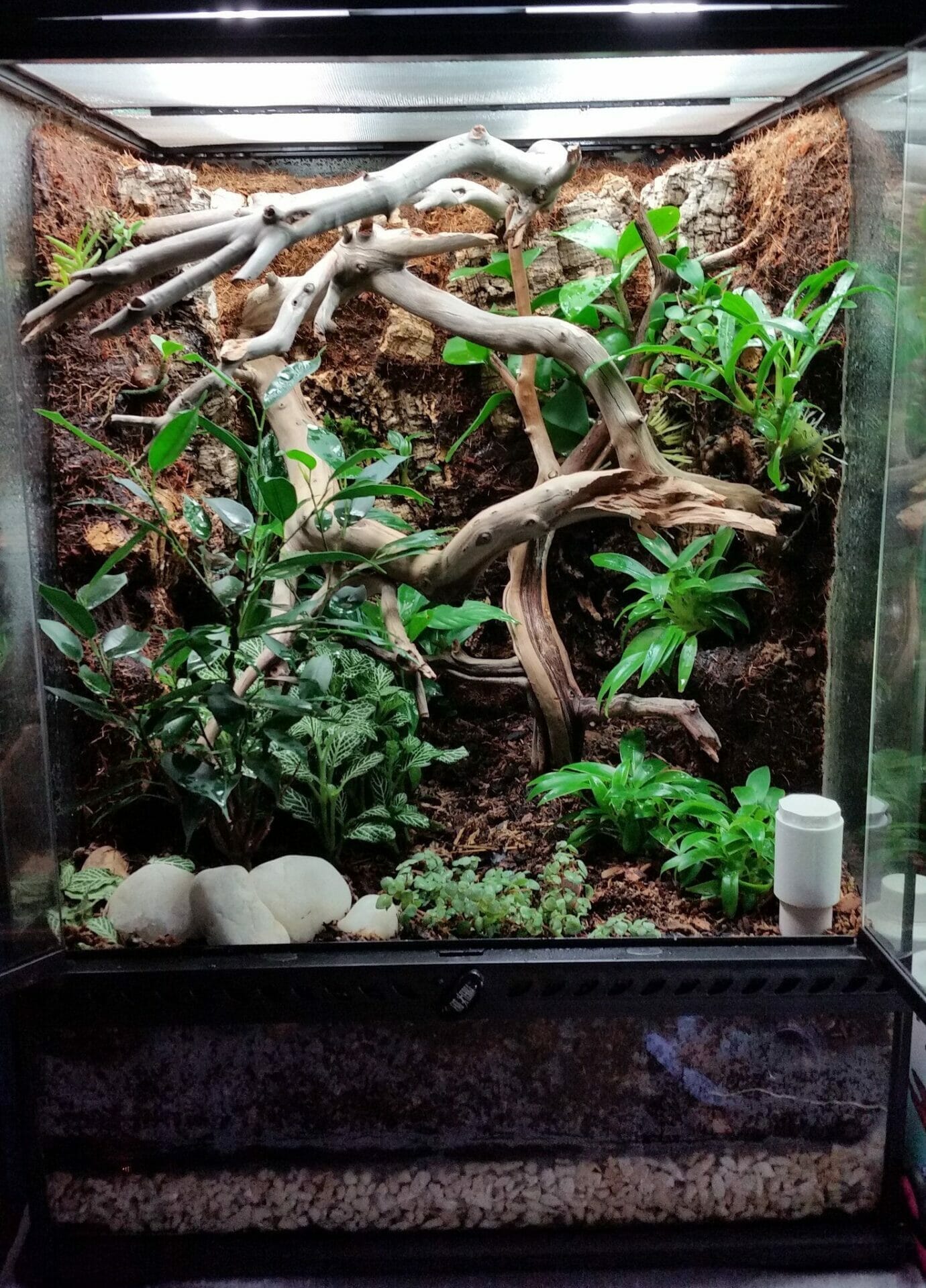 plants for crested geckos 1