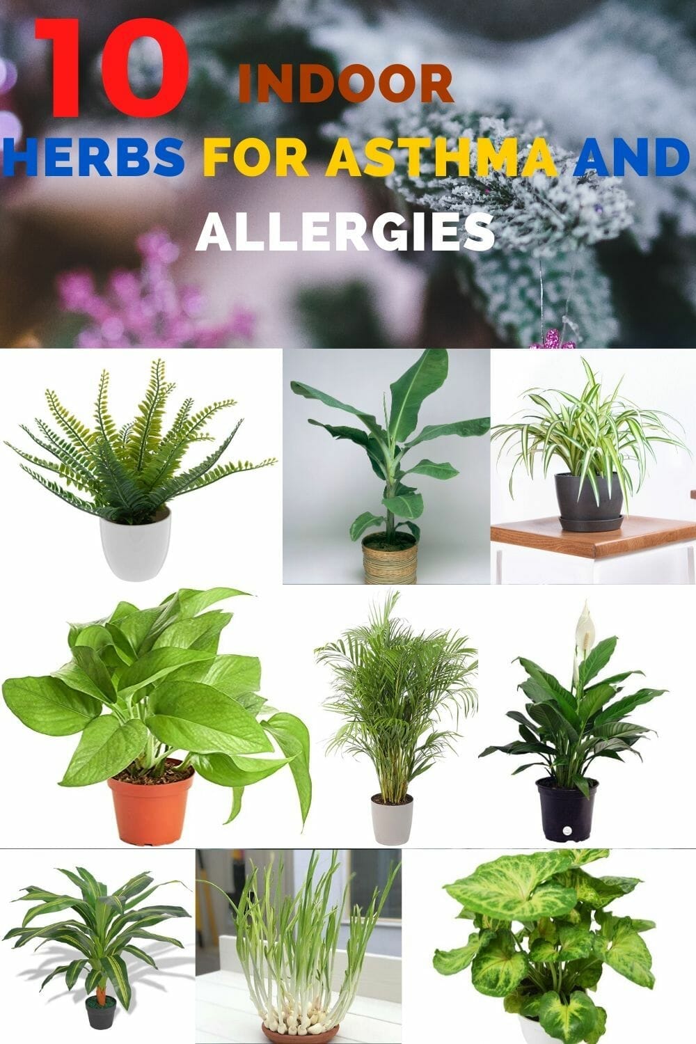 plants for asthma 2