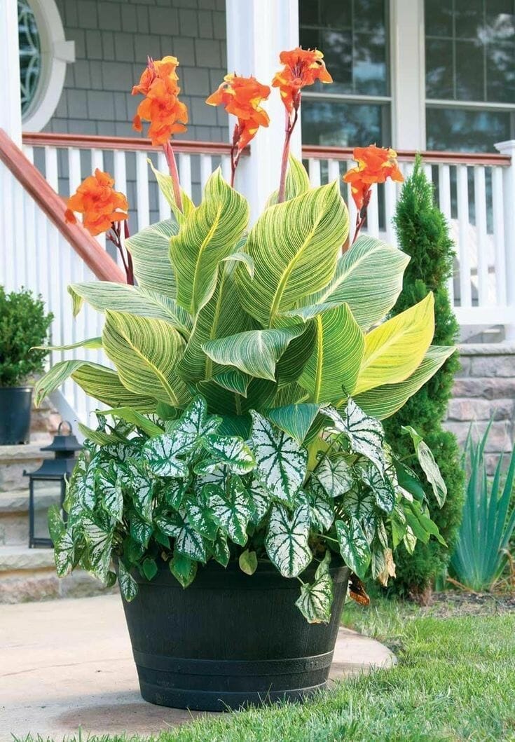 outdoor plants to give as gifts 2