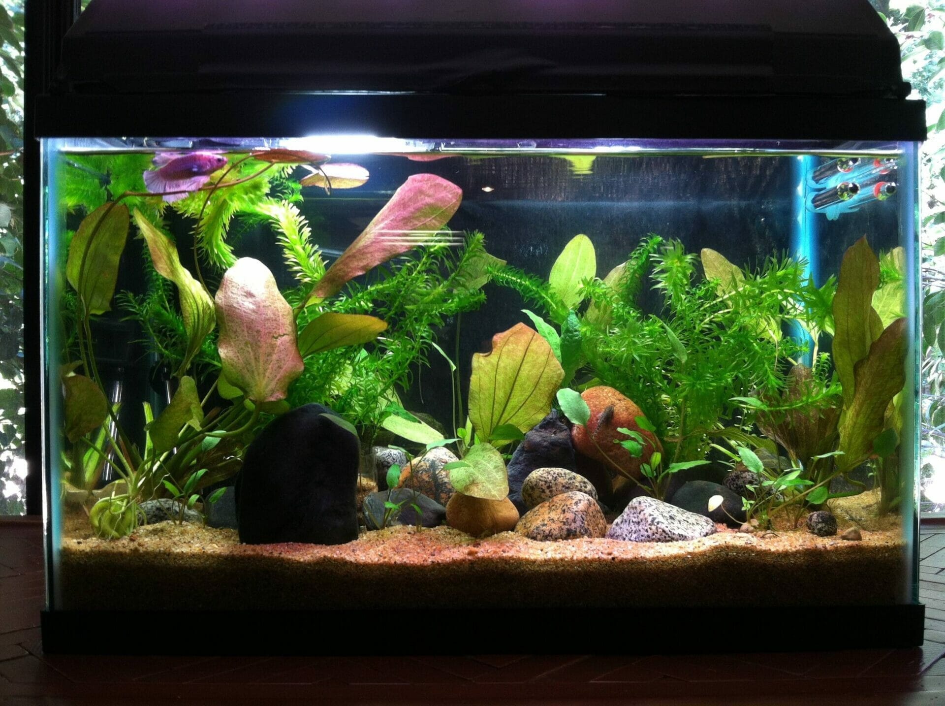 substrate for planted betta tank 1