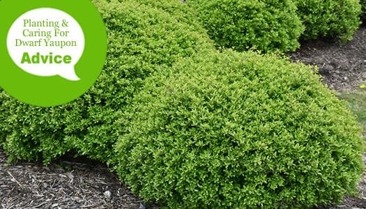 fertilizer for holly bushes 2