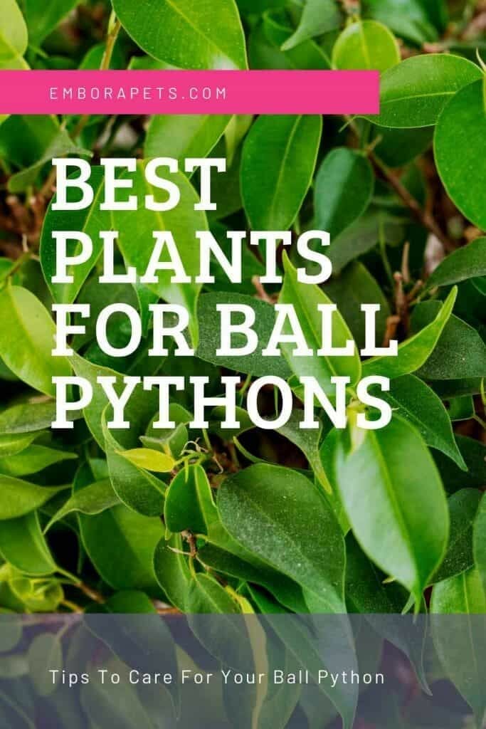 10 Best Plants For Ball Python In 2023 The Wrench Finder