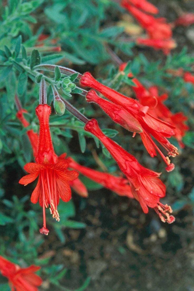 plants for southern california 1