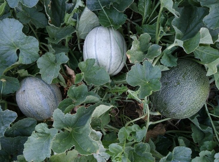 10 Best Companion Plants For Melons In 2023 The Wrench Finder