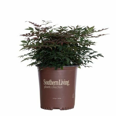 fertilizer for nandina 2