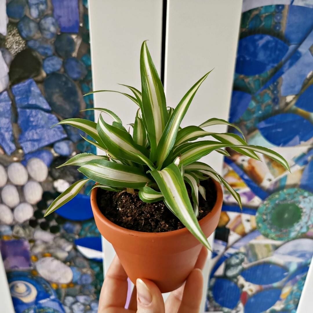 pots for spider plants 1