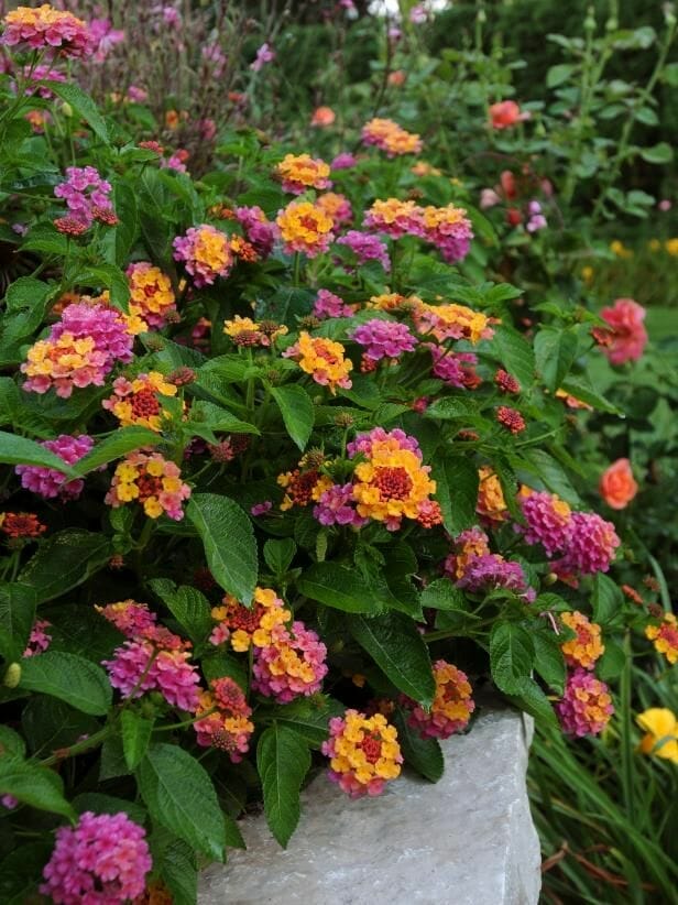 plants for arizona heat 2