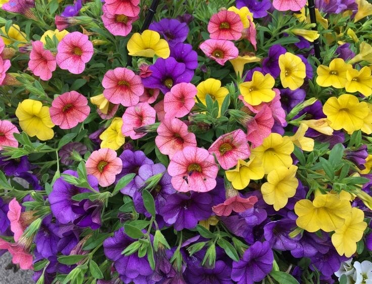 plants for morning sun 2