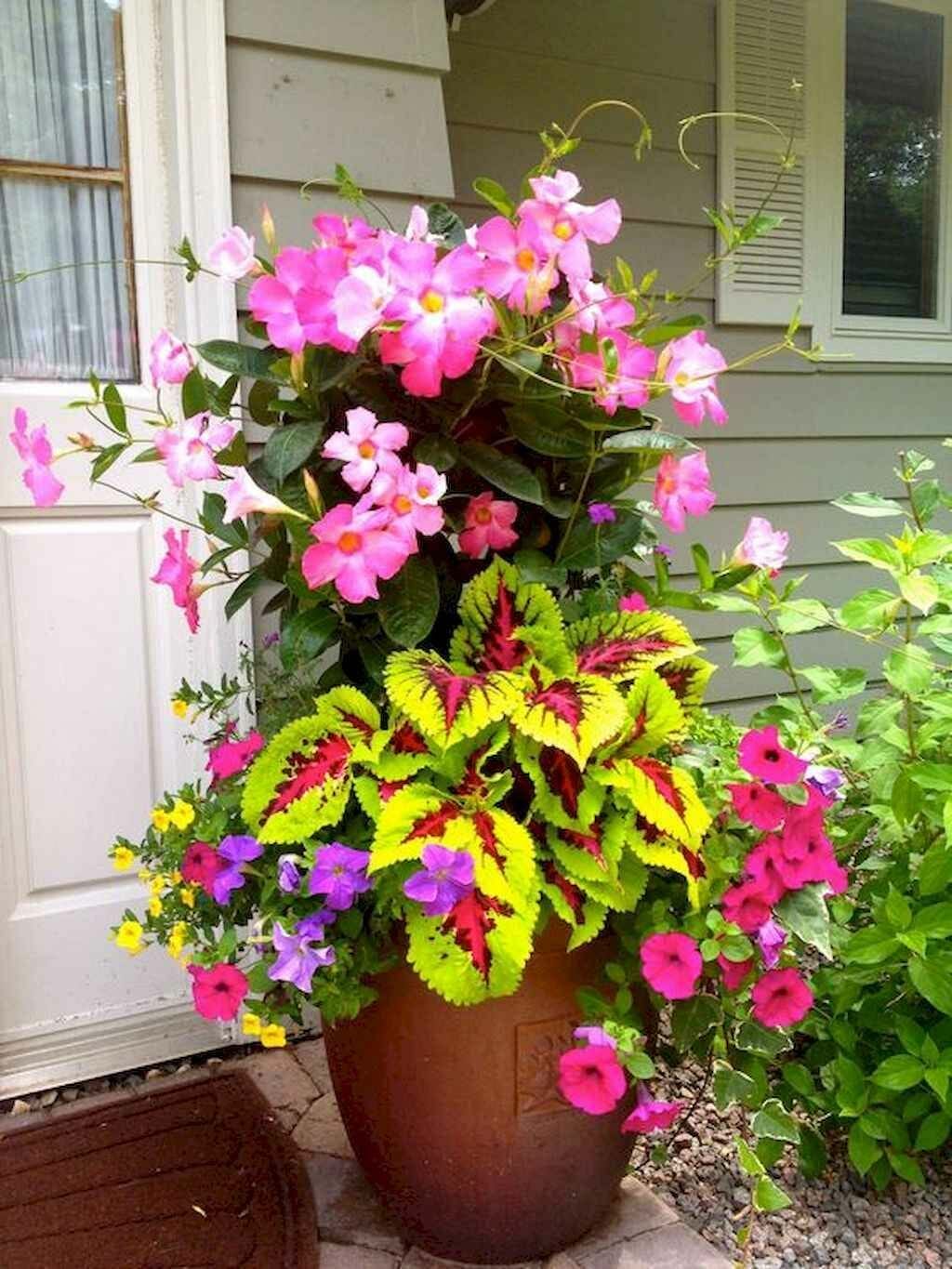 container plants for colorado 2