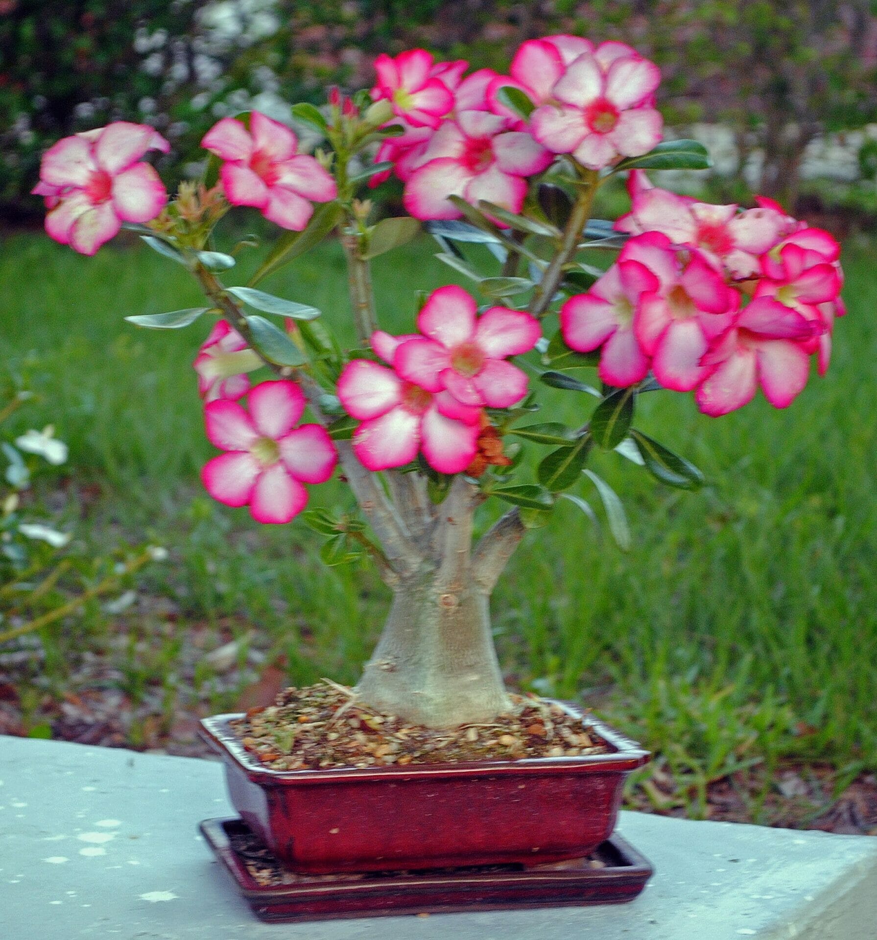 plant food for desert rose 2