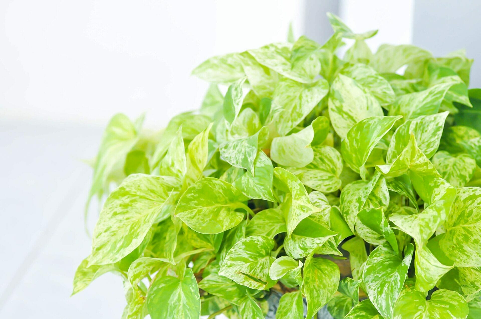 plant food for pothos 1