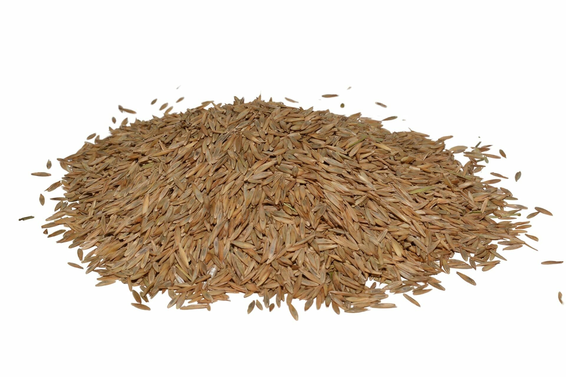 tall fescue grass seed for virginia 2