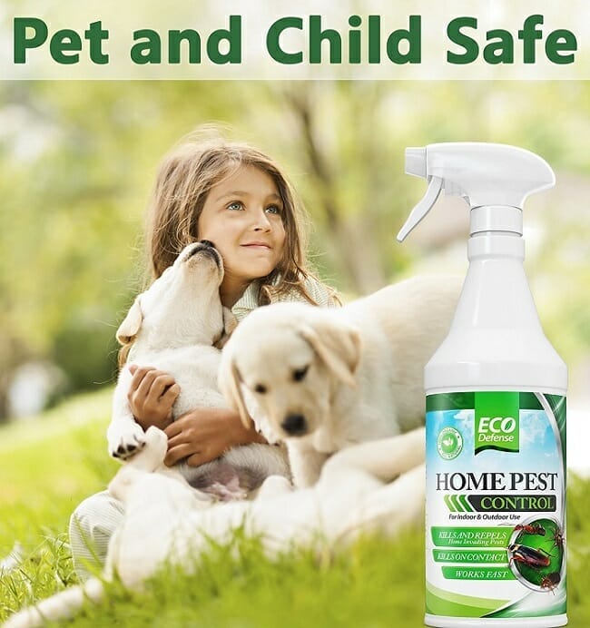 outdoor ant killer safe for pets 2