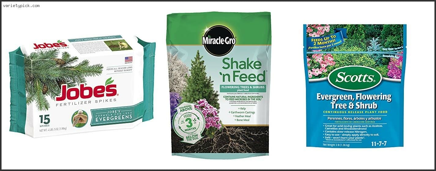 fertilizer for blue spruce trees 2