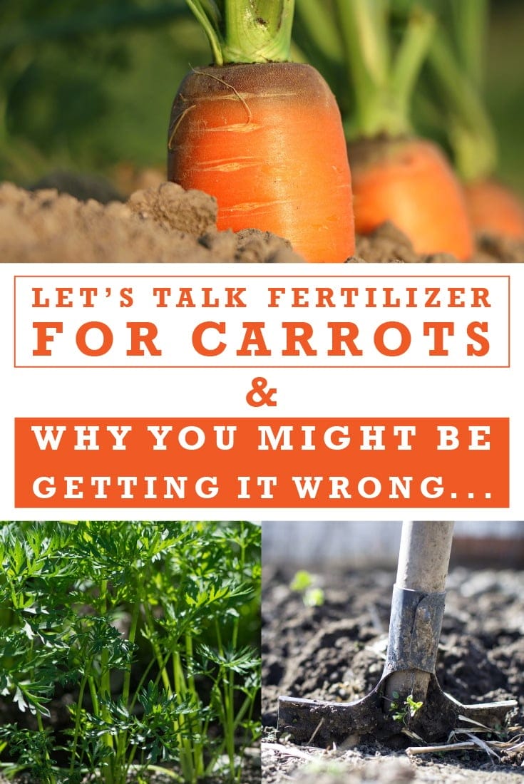 fertilizer for carrots 1