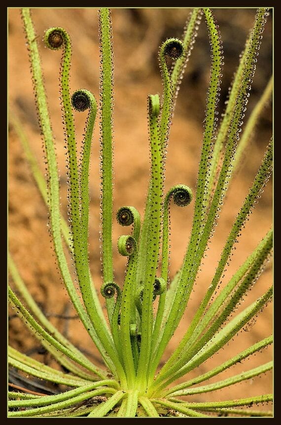 soil for carnivorous plants 1