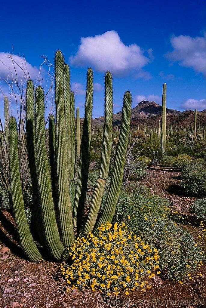 outdoor plants for arizona 2