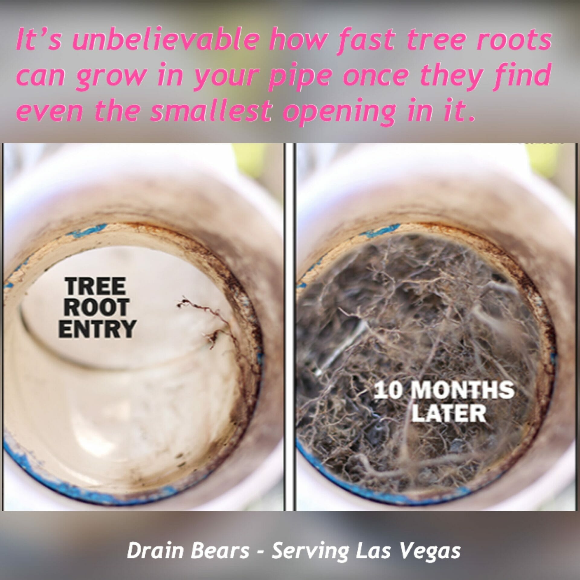 drain cleaner for tree roots 1